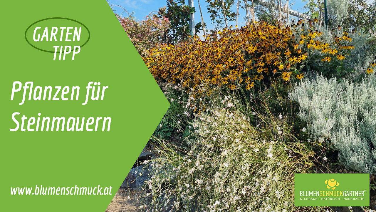Klicken Sie auf das Bild um zum Video zu gelangen!